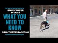 Bone Cancer In Dogs What You Need To Know About Osteosarcoma Part 1 VLOG 71