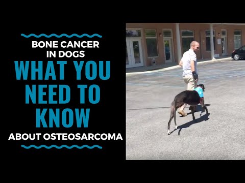 Bone Cancer in Dogs What You Need to Know About Osteosarcoma (part 1) VLOG 71