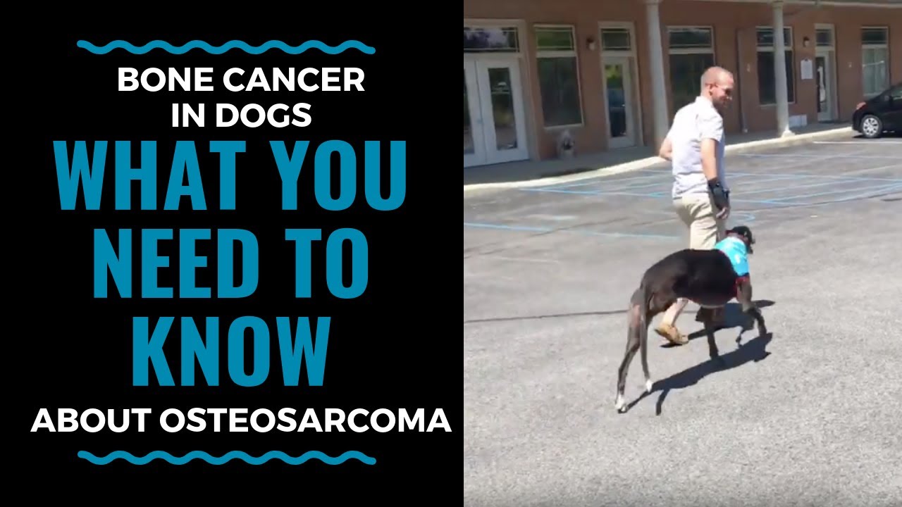 Bone Cancer in Dogs What You Need to Know About Osteosarcoma (part 1) VLOG 71 - YouTube