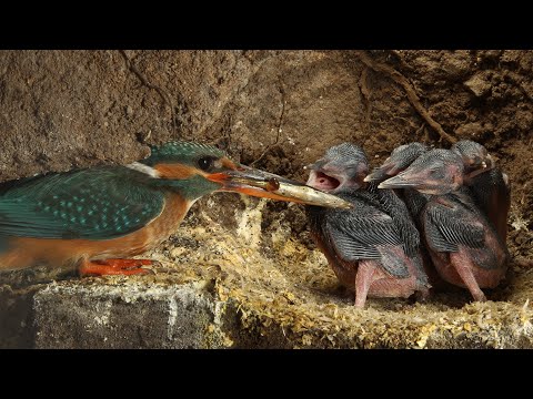 Robert E Fuller: Amazing footage of kingfishers inside their nest