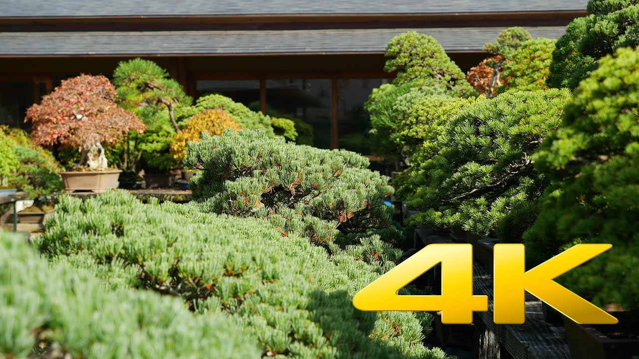 Omiya Bonsai Village