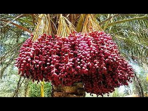 WOW Dates palm Harvesting by Shaking Machine || Packing Dates Modern Agricultural Technology 2019