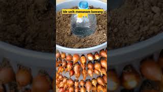 Download lagu Menanam bawang merah di tong sampah guys mp3