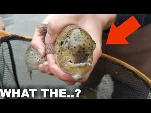 This Creek has MUTANT Fish!? (Freakish Catch!)