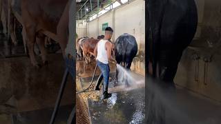 Download lagu The shepherds regularly clean the carpets and cow dung with water#bull #cowdung #carpetcleaning #fyp mp3 Download lagu The shepherds regularly clean the carpets and cow dung with water#bull #cowdung #carpetcleaning #fyp mp3