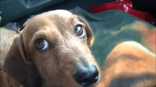 Five Nights Camping At Flamborough Head, With The Lads