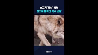 소고기 '특식' 싹싹..집으로 돌아간 늑구 놀라운 변화가 #shorts