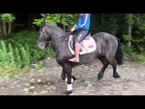 Lot 85 cavan horse sales wed 4th - Image 2