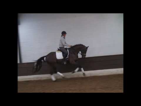 DELLA FINJA 4j. v. Damsey - Lauries Crusador xx VB 12.000,- Euro