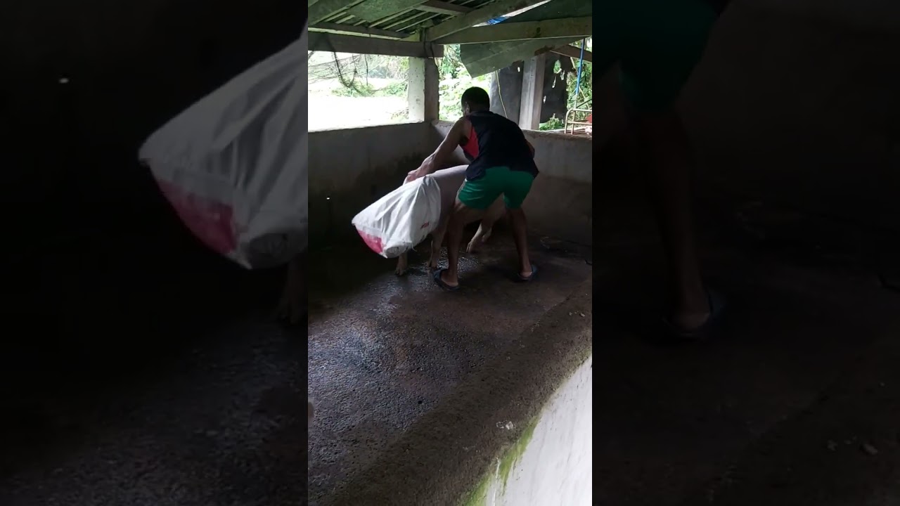 Paano hulihin ang baboy kapag ipag bibili na.