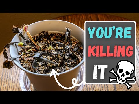 This 1 Venus Fly Trap Care Mistake Might Instantly Kill Your Carnivorous Plant