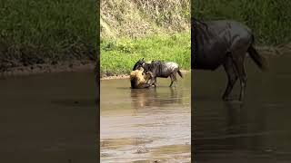 Lion attack wildebeest