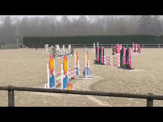 Castrone sBs Cavallo da Sport Belgio In vendita 2020 Baio ,  korado de baudignies
