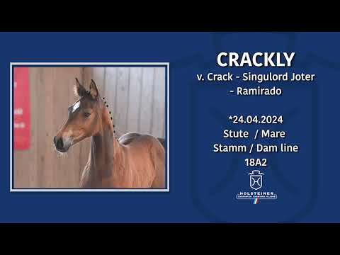 Holsteiner Fohlenmonat | Fohlen v. Crack - Singulord Joter