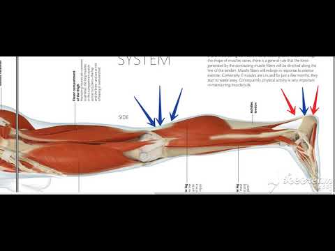 Skeletal muscles 3