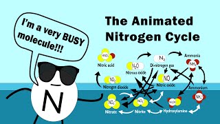 The Nitrogen Cycle (Animated)