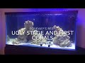 ugly stage and first corals