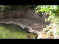 Disney World Animal Kingdom Kilimanjaro Safari Nile Crocodiles