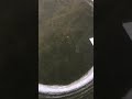 Video Thumbnail for Sight Fishing! Perch Ice Fishing!! Crazy!! #Shorts