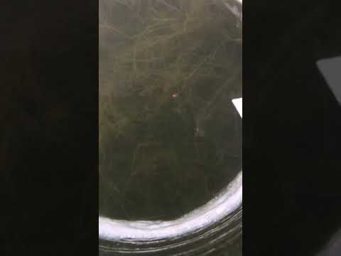 Sight Fishing! Perch Ice Fishing!! Crazy!! #Shorts
