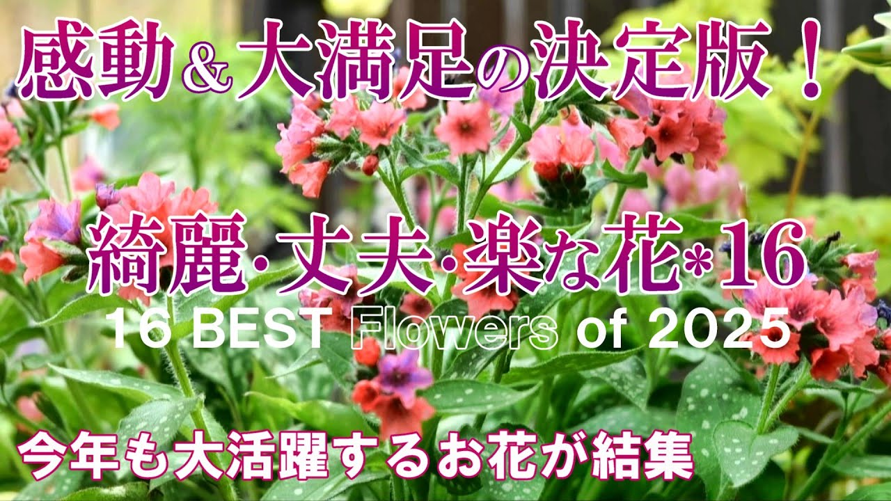 【一年育てて大満足の花BEST16】季節毎2025年編｜手間いらず、綺麗、丈夫なお花が結集｜ガーデニング