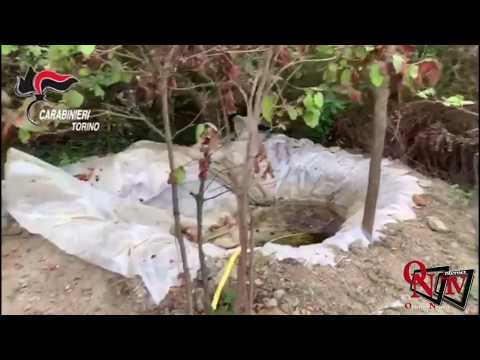 Gassino Torinese - Arrestati 2 albanesi che dopo aver occupato  una cascina coltivavano marijuana