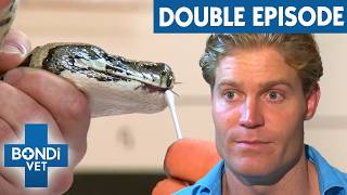 Vet Wrestles With Python to Treat Its Painful Infection | Bondi Vet