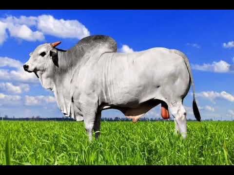 Doutorzin do gado(Dennin rei)