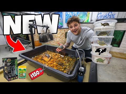 Building BUDGET BABY TURTLE POND!! 