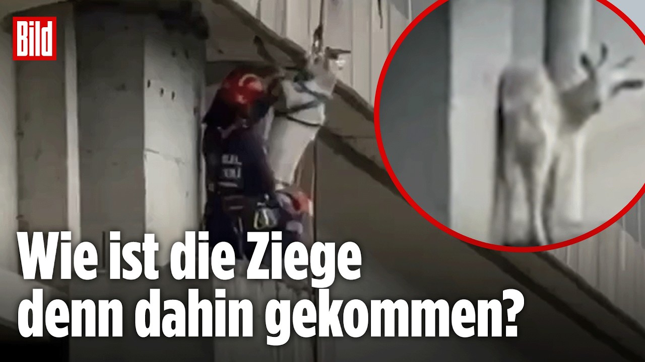 Ziege steckt in 15 Metern Höhe fest: Schwindelerregender Rettungseinsatz auf Brückenpfeiler!