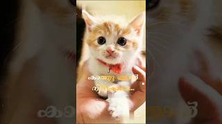 Download lagu Ethrayo jenmamayi ninne njan thedunnu💖#whatsapp status video malayalam mp3