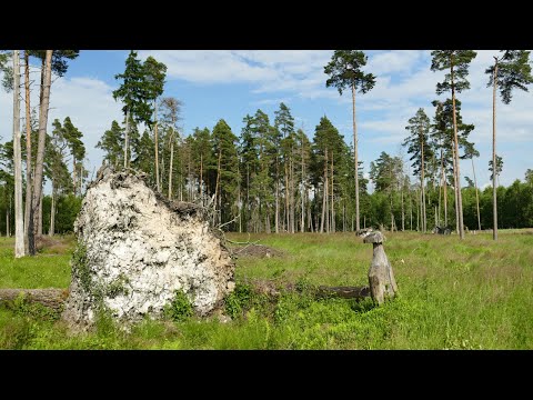 Der PöllwitzerWald mit  Moorerlebnispfad