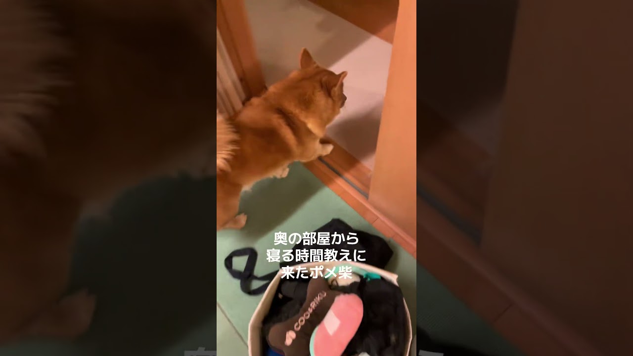 寝る時間知らせに来るポメ柴