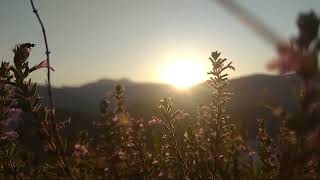 Download lagu Beautiful Sunrise & The Flowers NO COPYRIGHT VIDEO NATURE360p mp3 Download lagu Beautiful Sunrise & The Flowers NO COPYRIGHT VIDEO NATURE360p mp3