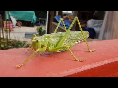 Unsere Schönheit schreitet über Ihren "Red Catwalk" und begrüßt Ihre Hortusianer! Heuschrecke!