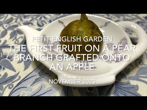 なぜ8月に果樹を接ぎ木するのでしょうか？どうすればうまくいきますか？  庭園