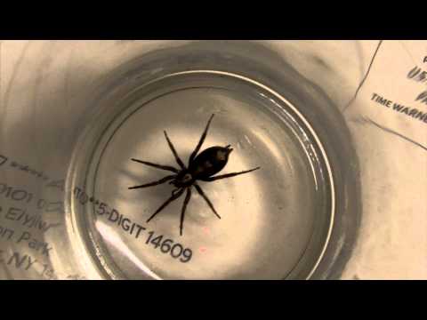 Herpyllus ecclesiasticus Eastern Parson Spider