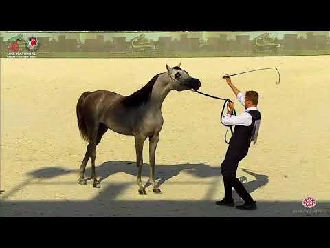 N.216 M.O AL LAHAB - UAE National Championship 2020 - Colts 2 Years Old (Class 8A).mp4