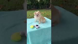 Video preview image #1 Shiranian Puppy For Sale in Weston, FL, USA