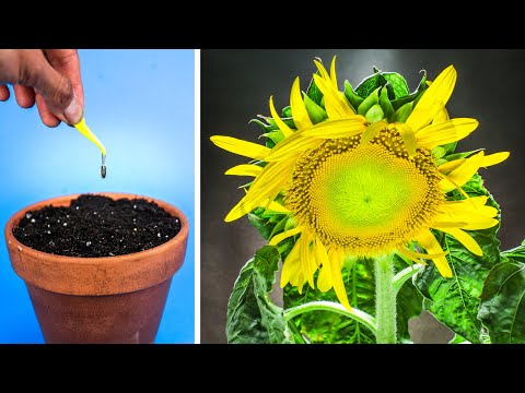 Dwarf Sunflower Growing Time Lapse - Seed to Flower (85 Days)