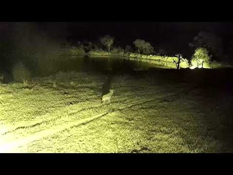 Djuma: Lone Hyena walks by - 01:03 - 07/09/21