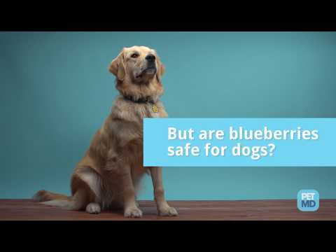 Are Blueberries Safe For Dogs?