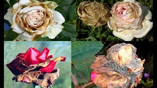 Roses Diseases And Treatments #2 | rose plant problems