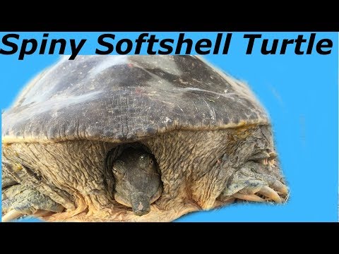 Texas Spiny Softshell Turtle