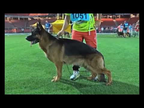 VA2 Quantum vom schonen Rosen BSZS 2023  #germany #german #bszs #2023 #germanshepherd #showline