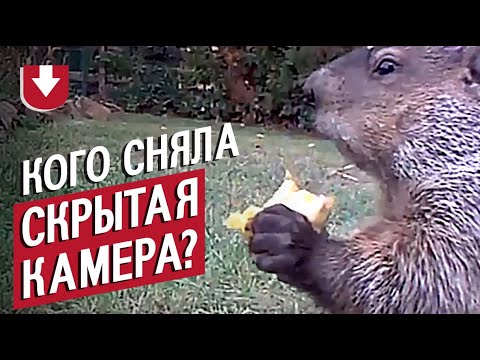 Кого сняла скрытая камера в саду?