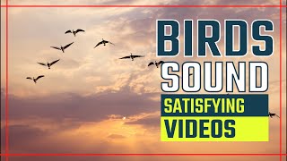 ASMR 9 MIN BIRD SOUND AND VIDEO TO RELAX CONCENTRATE OR SLEEP - 2021