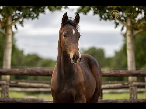 SOLD: Stallion 2021 - Desperado x Fürst Romancier x Oscar