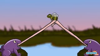 Western Ghats Animals and Birds - Forest Facts for Kids | Educational Videos by Mocomi