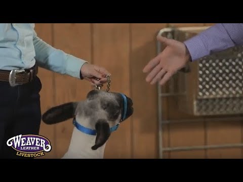 Halter Breaking Your Show Lamb